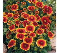 Gaillarde à grande fleur variée 150 graines