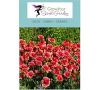 Gaillarde Bourgogne (Burgunder) ' - Gaillardia - vivace