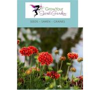 Gaillardia 'Sundance' - Gaillarde - vivace