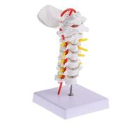 GALPADA 1 pièce Modèle de Colonne Vertébrale Cervicale Anatomique Maquette Éducative Détail des Vertèbres et Artères Spinales Outil Enseignement Pratique et