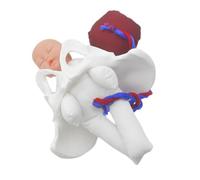 GALPADA 1ensemble Modèle De Pelvis Pour Éducation à Accouchement Avec Fœtus Et Placenta Outil Pédagogique Pour Formation Des Sages-femmes Et Préparation à Accouchement