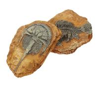 GALPADA Décors De Terrarium pour Reptiles en Résine Réaliste, Lot De 2 Fossiles Trilobites Imitation, Taille Moyenne, Décoration Intérieure pour Boîte à Reptiles, Adaptés Aux Lézards Et Serpents