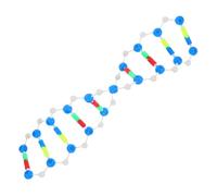 GALPADA Double Adn pour Enseignement de Kit de Moléculaire pour Projets Scolaires Foires Scientifiques
