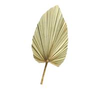 GALPADA Feuille de Palmier Séchée Verte Naturelle pour Décoration Murale Fête Mariage Arche Salon et Table en Plante Séchée Artisanale