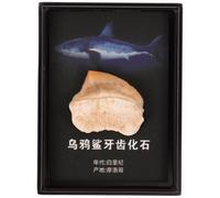 GALPADA Fossile de Dent de Requin Décoration Unique Spécimen Délicat Multifonctionnel Boîte Élégante pour Enseignement Scientifique Géologique pour Collection et Étude