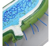 GALPADA Modèle Cellule Animale Agrandi avec Noyau Détachable Modèle Anatomique pour Enseignement Biologie Classe et Étude des Cellules