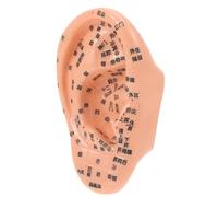 GALPADA Modèle D'oreille Humaine en Pvc pour Massage et Acupuncture Tableau Détaillé des Points Réflexes, Outil Pratique pour Formation en Acupuncture et Massage