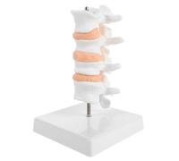 GALPADA Modèle Miniature de Colonne Vertébrale pour Études Anatomiques Lumbar Démonstration Ostéoporose Enseignement Portable