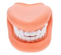 GALPADA Modèle Pédagogique de Dents Réaliste en Pvc pour Démonstrations Pratiques et Enseignement de L'anatomie Buccale Destiné aux Étudiants et Garçon et Filles