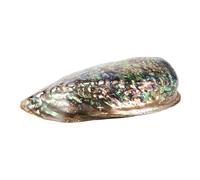 GALPADA Naturel Brillant Délicat Coquille Ormeau Accessoire Bijoux Manuel Pour Collier Bracelet