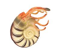 GALPADA Nautilus Figurine Animale Réaliste pour Éducatif pour Sensibilisation Environnementale et Décoration