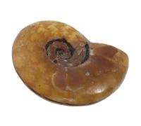GALPADA Pendentif Ammonite Naturelle Spirale Charms pour Collier Diy et Accessoires de Bijoux Évocateurs Mer