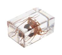 GALPADA Spécimens Charmants D'insectes Ambrés en Résine Légère pour Éducation Scientifique, comme Accessoire de Photographie Éducative