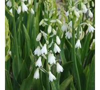 Galtonia candicans/Jacinthe du Cap/Conteneur de 2 à 2.9 litres/Vivace bulbeuse