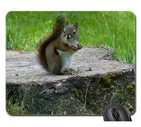 Gaming Mousepad, Écureuil Animal Sauvage Faune Faune Rongeur Manger Tapis De Souris D'Ordinateur Antidérapante Tapis De Souris Gamer Optimisé Tapis De Gaming pour Souris Ordinateur 25X30Cm