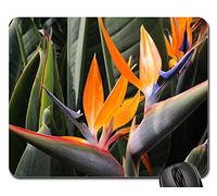 Gaming Mousepad, Oiseau De Paradis Fleur Flore Exotique Été Gamer Mouse Pad Antidérapante Tapis De Souris De Jeu Moderne Tapis De Bureau pour Pc Souris Jeux 25X30Cm
