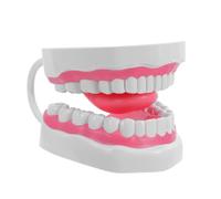 GANAZONO Modèle Pédagogique 6 Fois Agrandi en PVC Blanc Modèle D’Exposition Buccale pour Démonstration et Apprentissage de L’Hygiène Orale Simulation Réaliste pour Formation en Cabinet