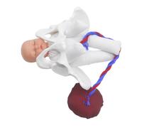 GANAZONO Modèle pédagogique en PVC de bassin féminin avec fœtus, placenta et cordon, simulateur pour enseignement de l'anatomie du bassin dans les cours prénataux