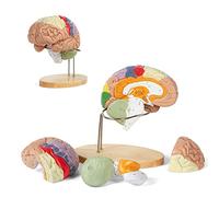 Garcan 2X Modèle De Cerveau Humain Pour L'Enseignement Des Neurosciences Avec Étiquettes Modèle Grandeur Nature 9 Couleurs Pour Identifier Les Fonctions Cérébrales Pour L'Apprentissage Des Sciences E