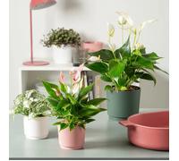 Garden Id - Cache-pot rond Lino - Ø 25 cm, 7 L, H 22 cm - Blanc