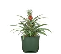 GARDEN ID Cache-pot rond Lino 7L Vert foncé - Ø25 cm, H 22 cm