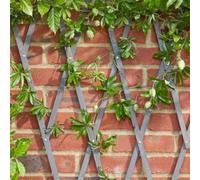 Garden Mile Support de plantes robuste en bois extensible pour plantes grimpantes, décoration de jardin, panneau de support pour fleurs, décoration murale, treillage mural, panneaux de clôture, 180 x
