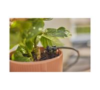 GARDENA Gardena Kit d'arrosage goutte à goutte balcon (15 plantes) Quantité:4
