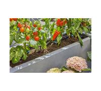 GARDENA Gardena Kit d'arrosage goutte à goutte Terrasse (30 plantes) Contenu : 1 pièce Quantité:3
