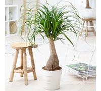 Gardener's Dream Pied d'éléphant d'intérieur - Grande plante d'intérieur, tropicale, plantes d'intérieur à feuilles persistantes, grandes et réelles, plantes, bureau, etc. (70-80 cm)