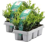 GardenersDream 12X Ilex Crenata 'Jenny' - Plantes de Haie Persistantes, Robustes et Faciles d’Entretien - Arbustes pour Bordures et Topiaires Toute l’Année