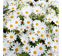 GardenersDream 2x Plantes de Leucanthemum en Pots - Marguerites Shasta Blanches & Jaunes Colorées - Arbustes Florifères Pérénnes Rustiques pour Jardin (incl. Pot de 11 cm)