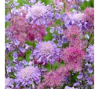 GardenersDream 2x Plantes de Thalictrum en Pot - Rue des Prés Rose Colorée Plantes Vivaces de Jardin - Arbustes à Fleurs d’Extérieur pour le Jardin (incl. Pot de 11 cm)