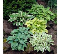 GardenersDream 3x Plantes de Hosta en Pots de Jardin au Feuillage Coloré avec Feuilles Architecturales - Plantes Périnnes d’Extérieur pour Jardin Ombagé (incl. Pot de 11 cm)