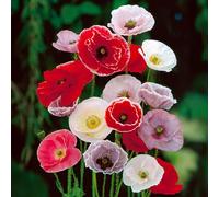 GardenersDream 3x Plantes de Papaver en Pots - Plantes de Jardin Coquelicot Oriental Colorées - Arbustes Floraux Perennes Résistants pour Jardins (incl. Pot de 11 cm)