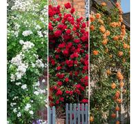 GardenersDream 3X Rosiers Grimpants - Variétés Orange, Rouge et Blanche Arbustes Florissants - Rosiers Grimpants pour Murs, Clôtures et Jardin