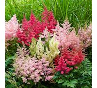 GardenersDream 4x Plantes d’Astilbe en Pots - Plantes de Jardin Colorées à Fleurs Plumeuses Blanc, Rouge, Violet et Rose - Périnnes Robustes d’Extérieur pour Jardin Boisé et Bordures (incl. Pot 11 cm)