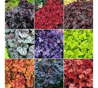 GardenersDream 5 x Heuchères Mix - Plantes d'extérieur colorées à feuillage persistant - Plantes d'extérieur toute l'année pour jardin, terrasse et bordure (15-40 cm avec pot de 9 cm)