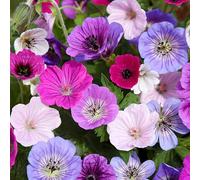 GardenersDream 5x Plantes de Géranium en Pots - Plantes de Jardin Colorées en Bleu, Rose, Violet, Rouge et Blanc - Géraniums Pervenches Perenne Robustes pour Extérieur (incl. Pot 11 cm)