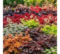 GardenersDream 5x Plantes de Heuchera en Pots - Plantes de Jardin au Feuillage Coloré Coral Bells - Arbustes Fleuris Vivaces d’Ombre Premium pour Jardin (incl. Pot de 11 cm)