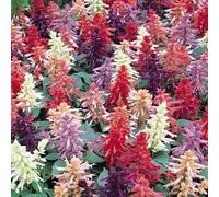GardenersDream 5x Plantes de Salvia en Pot - Plantes de Jardin Colorées en Blanc, Rose, Violet, Rouge et Crème - Arbustes Florifères pour l’Extérieur (incl. Pot de 11 cm)