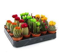 GardenersDream Assortiment Mini Cactus Disco Plante d'intérieur en Pot 5,5 cm Petit Cadeau pour Maison/Bureau (Lot de 20)