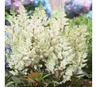 GardenersDream Astilbe Blanc en Pot - Plante de Jardin Colorée à Fleurs Plumeuses - Vivace Rustique d’Extérieur pour Jardin Boisé, Bordures (incl. Pot de 11 cm)