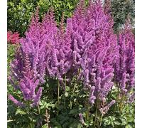 GardenersDream Astilbe Pourpre en Pot - Plante de Jardin Colorée et Plumeuse - Plante Vivace Robuste à Floraison Extérieure pour Jardins Forestiers, Massifs et Bordures (incl. Pot 11 cm)