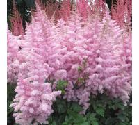 GardenersDream Astilbe Rose Clair en Pot - Plante de Jardin Colorée et Plumée - Plante Vivace Robuste à Fleurs pour Jardin Forestier, Bordures et Aiuoles (incl. Pot 11 cm)