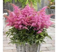 GardenersDream Astilbe Rose en Pot - Plante de Jardin Colorée et Aérienne - Vivace Rustique à Fleurs d’Extérieur pour Jardin Boisé, Massifs (incl. Pot de 11 cm)