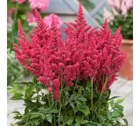 GardenersDream Astilbe Rouge en Pot - Plante de Jardin Colorée et Plumeuse - Plante Vivace Robuste à Floraison Extérieure pour Jardin Forestier et Massifs (incl. Pot 11 cm)