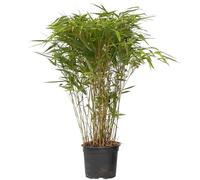 GardenersDream Bambou Fargesia Nitida Gansu - Bambou Rustique Persistant Non Invasif - Chaumes Violet Foncé Brise-Vue Jardin Terrasse - Plante en Pot 17cm Hauteur 40-60cm