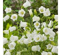 GardenersDream Campanula Jingle White Plante en Pot - Charmante Campanule Blanche pour Jardin - Plante Perenne Robuste d’Extérieur pour Jardin en Cottage et Bordures (incl. Pot 11 cm)
