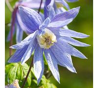GardenersDream Clématite Alpina - Plante Grimpante Résistante au Froid Bleue - Clématite Vivace Persistante - Plante Extérieur Floraison Précoce