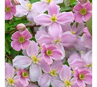 GardenersDream Clématite Mayleen - Plante Grimpante Parfumée Rose Résistante au Froid - Clématite Vivace Persistante - Plante Extérieur Montana